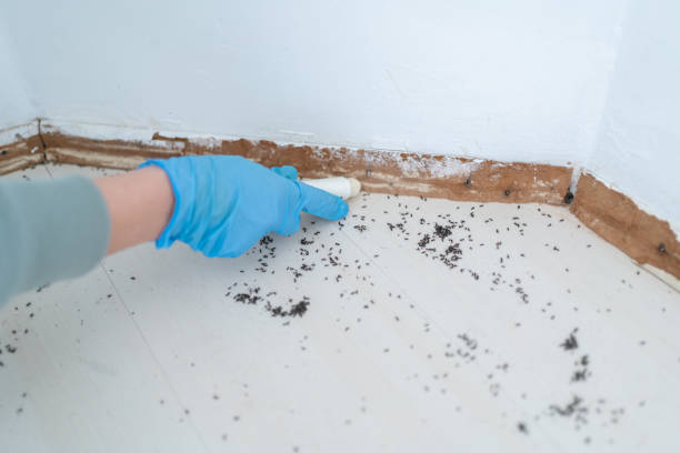 Best Local Pest Control Services  in Dentsville, SC